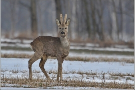 <p>SRNEC OBECNÝ (Capreolus capreolus) Šluknovsko - Jiříkov /European roe deer - Reh/</p>